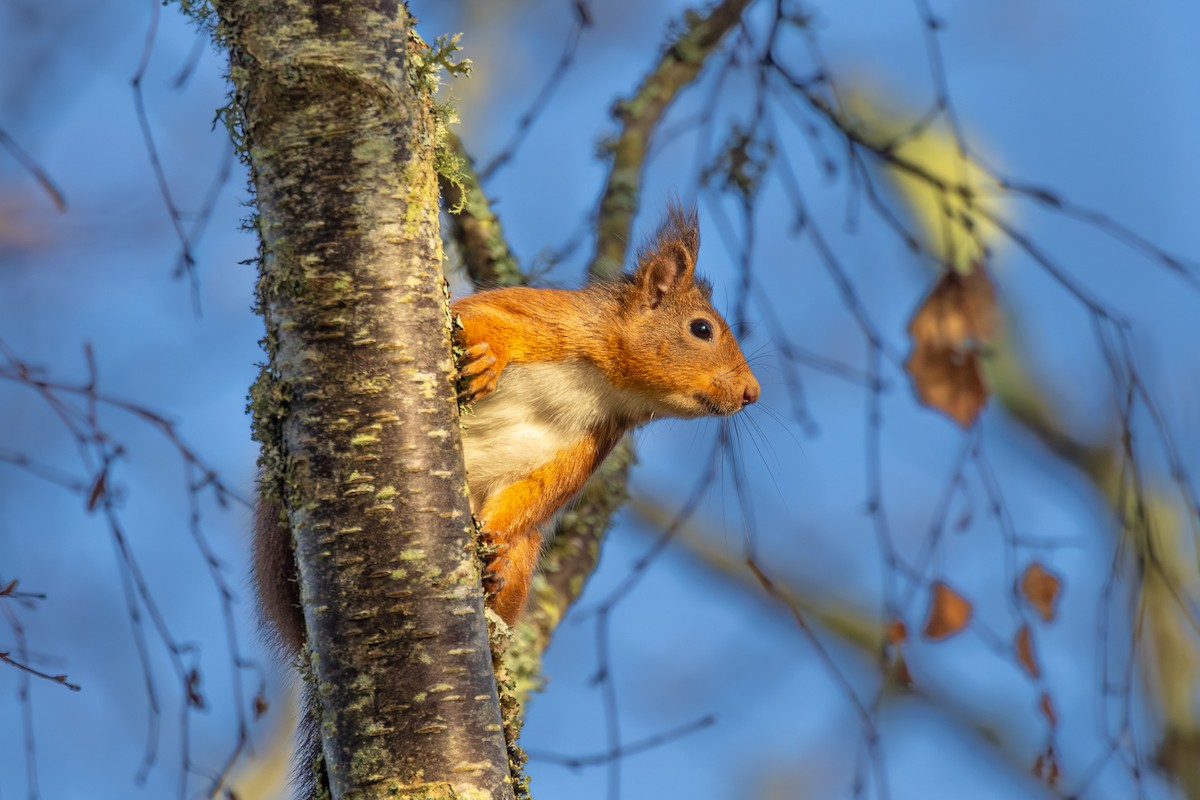 British Red Squirrel - ML647121056