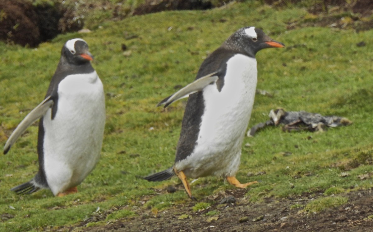 Gentoo Penguin - ML647121057