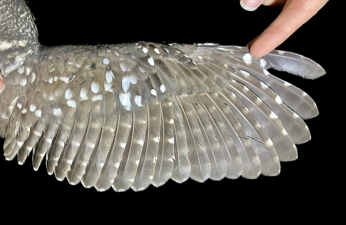 Little Owl - ML647121065