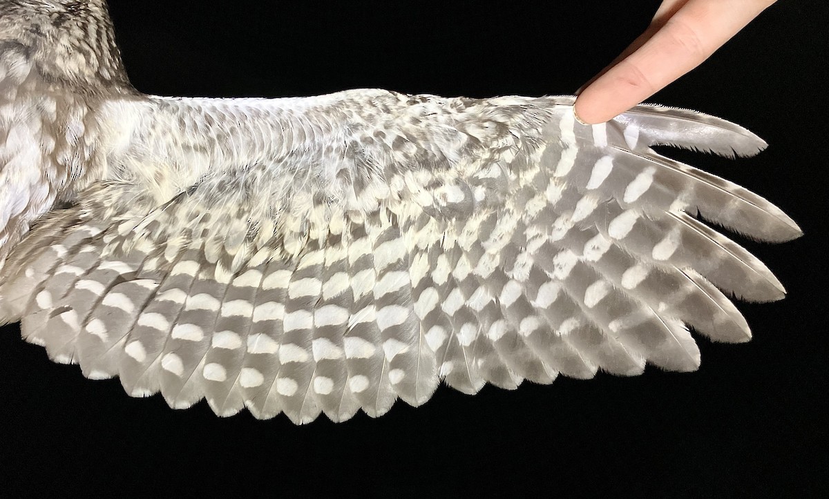 Little Owl - ML647121071