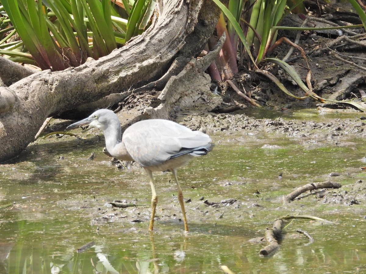 hvitmaskehegre - ML647121075