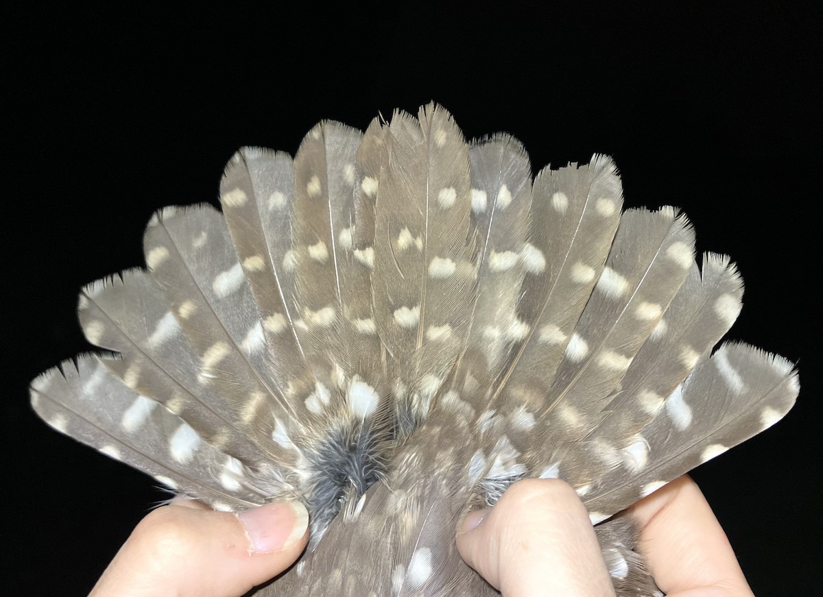 kirkeugle - ML647121076