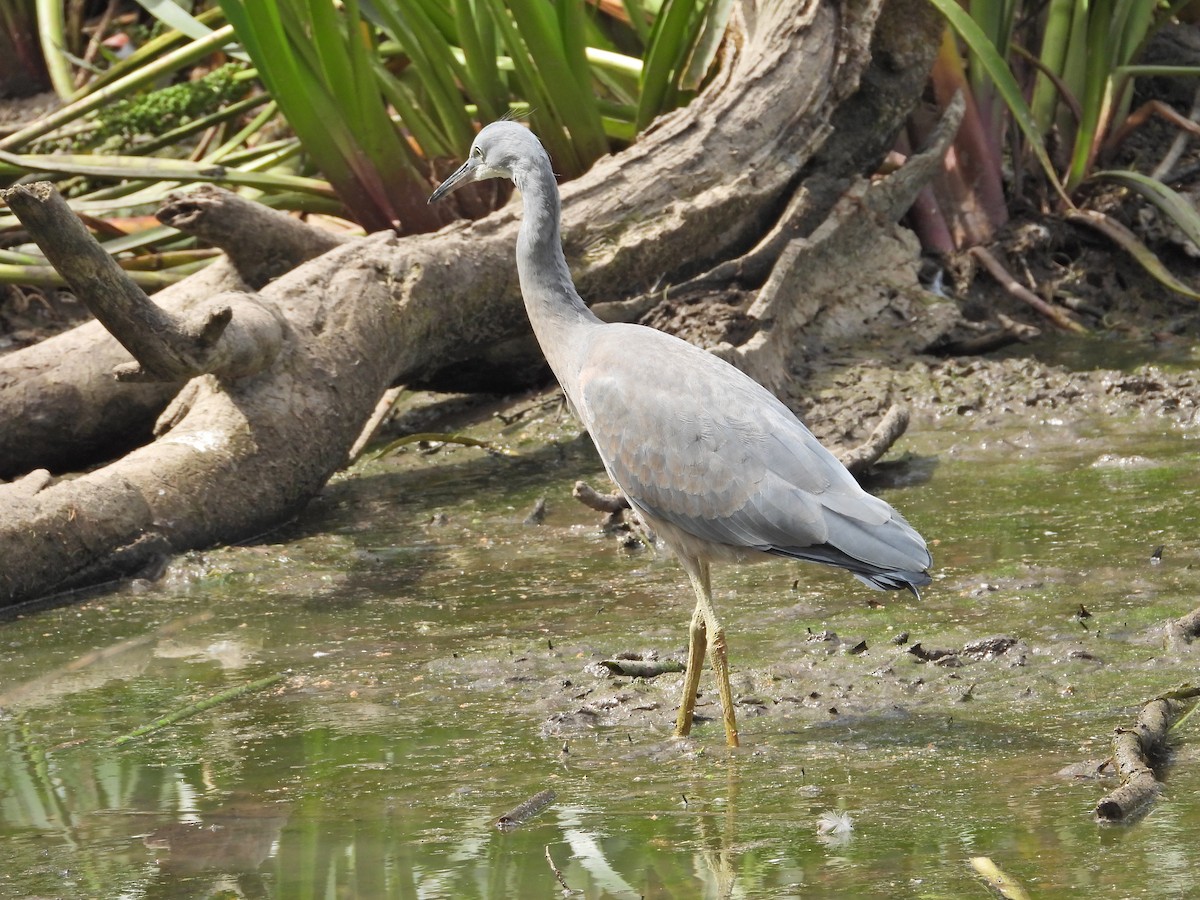 hvitmaskehegre - ML647121077