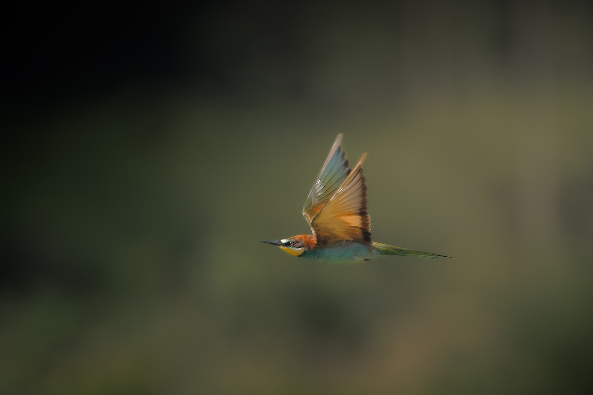 bieter - ML647121080