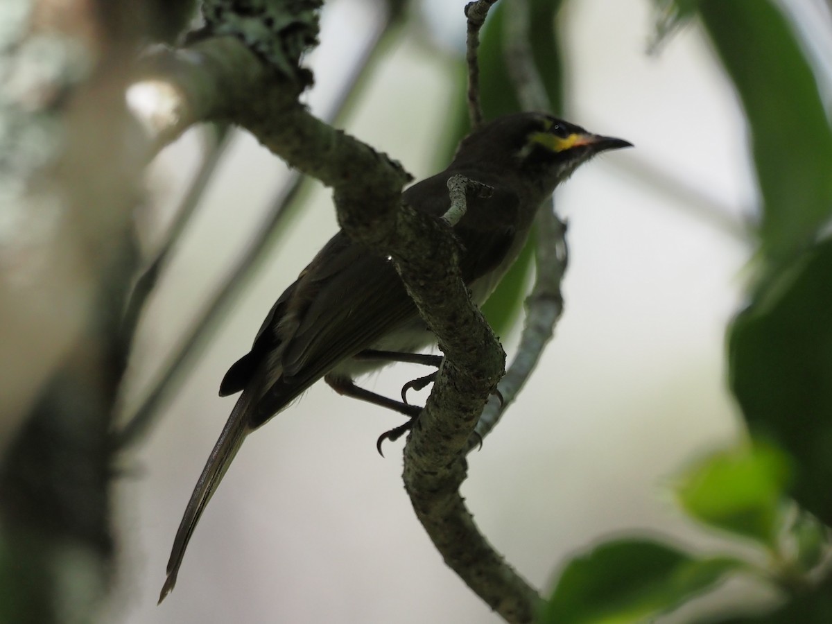 gulstripehonningeter - ML647121081