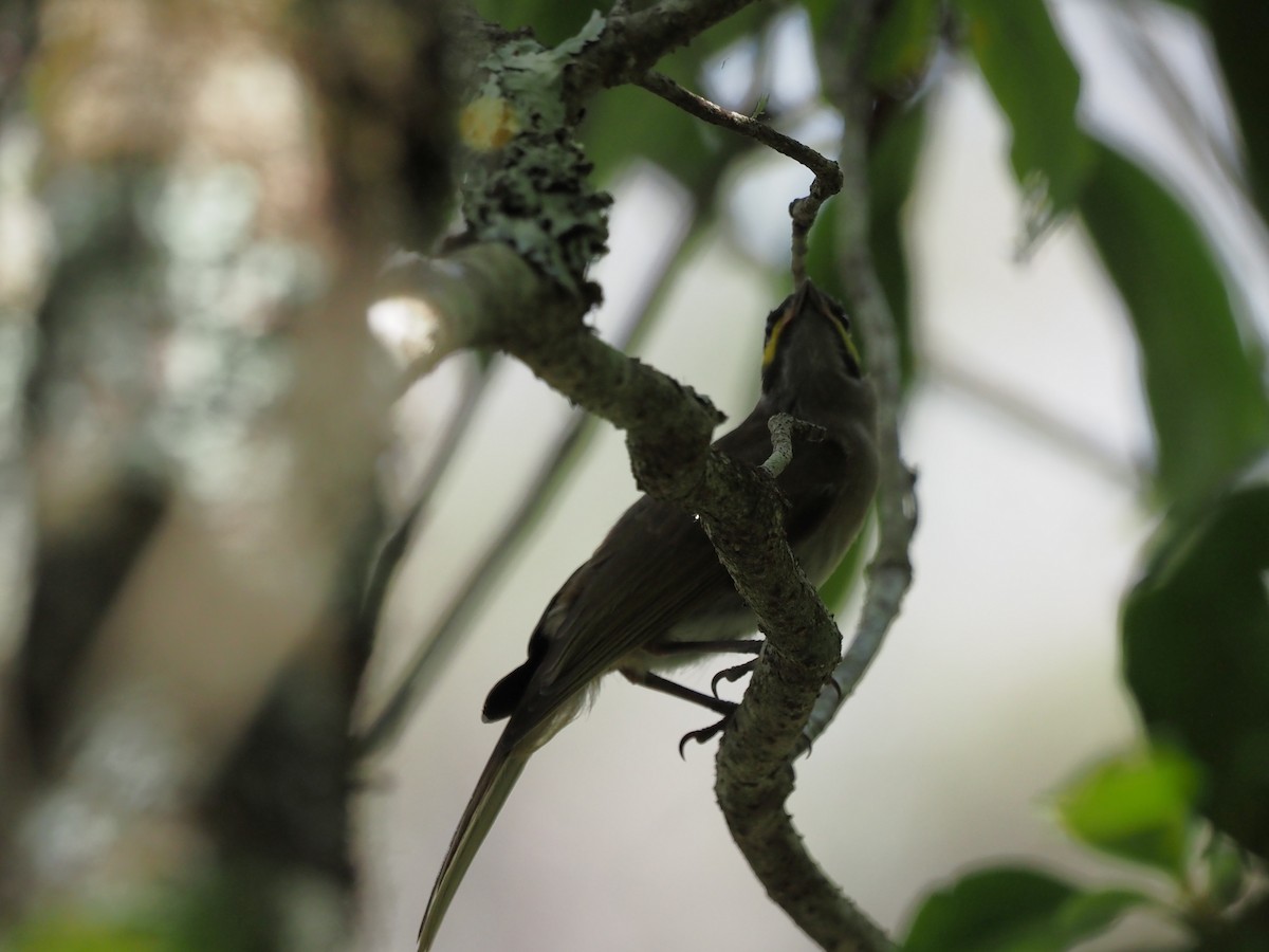 gulstripehonningeter - ML647121082