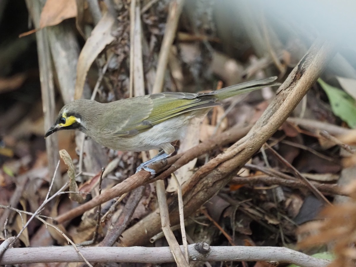 gulstripehonningeter - ML647121083