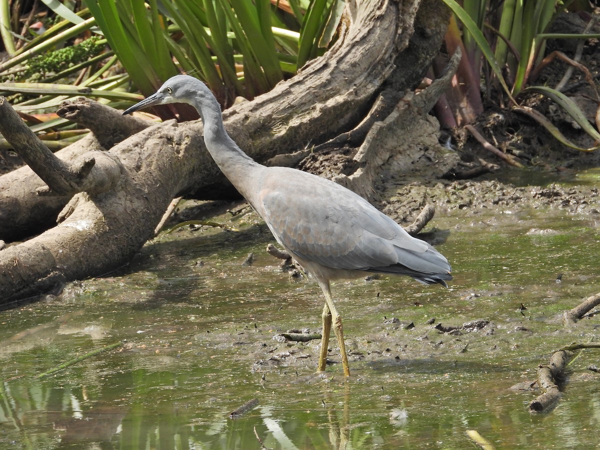 hvitmaskehegre - ML647121084