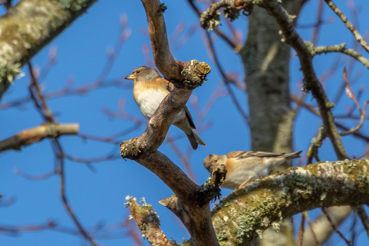 bjørkefink - ML647121085