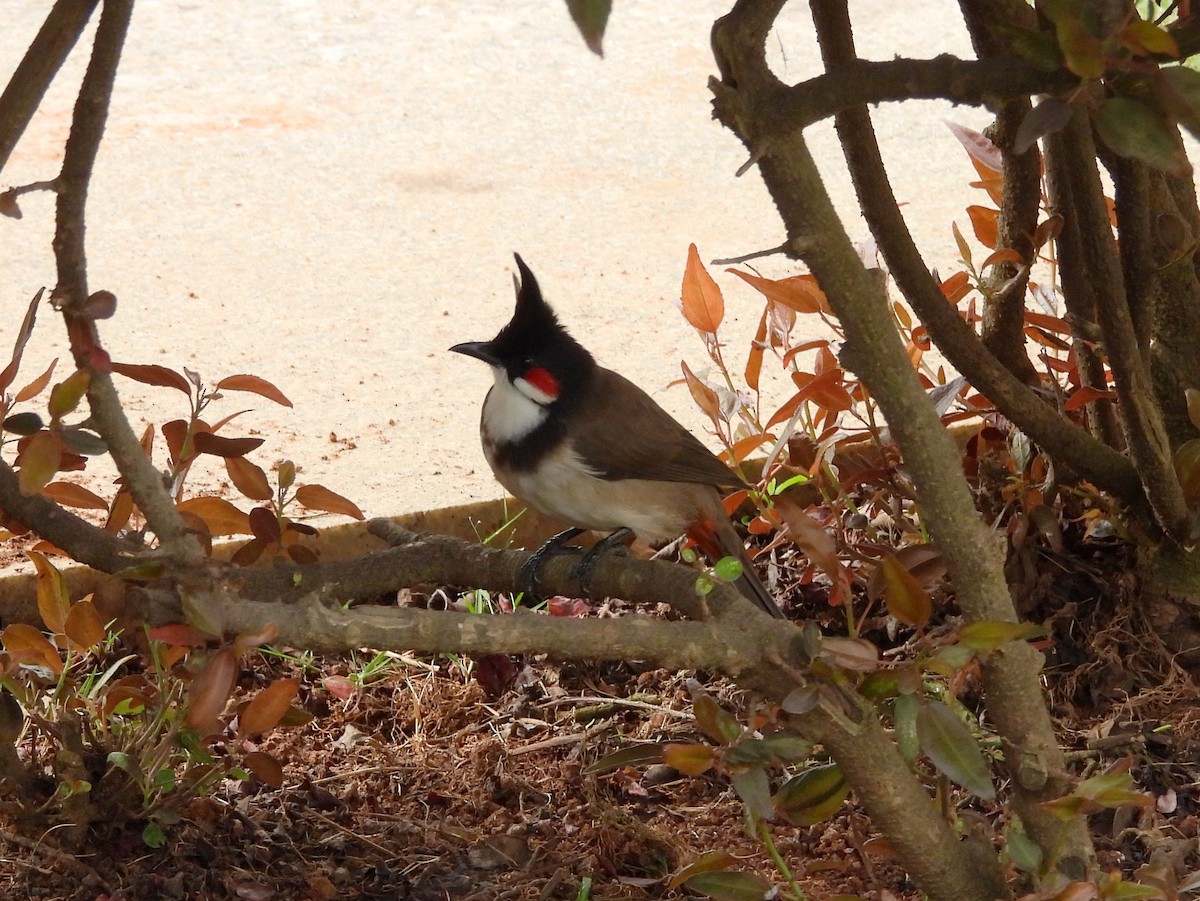 rødørebylbyl - ML647121087