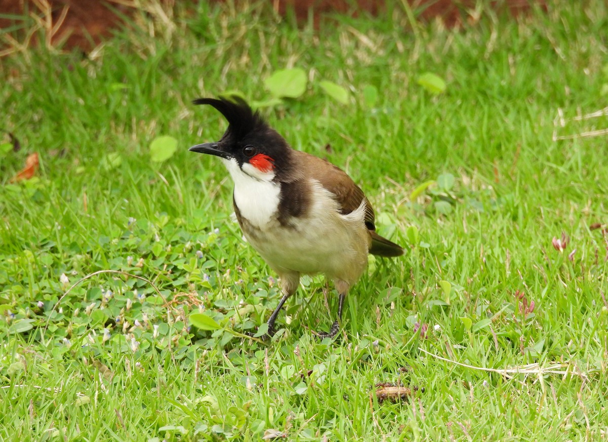 rødørebylbyl - ML647121088