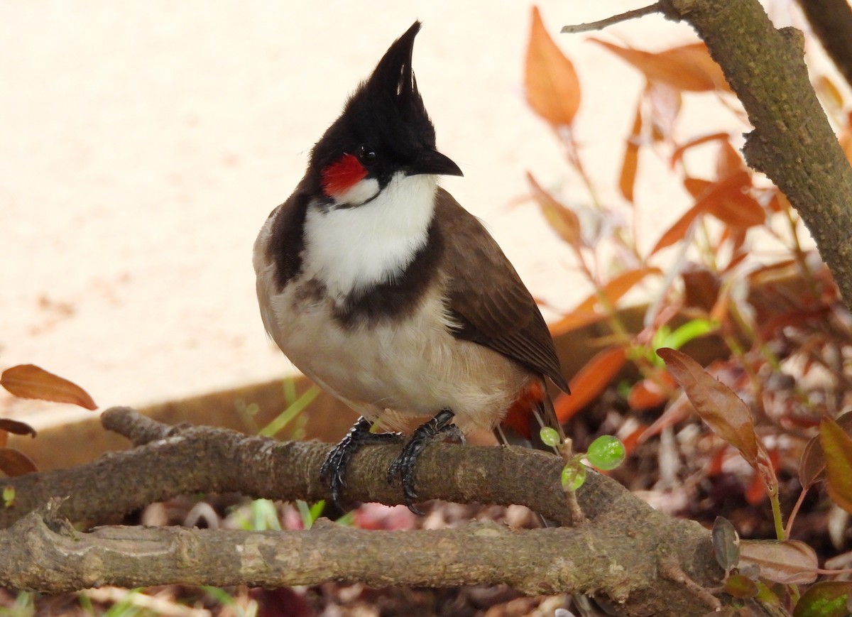 rødørebylbyl - ML647121089