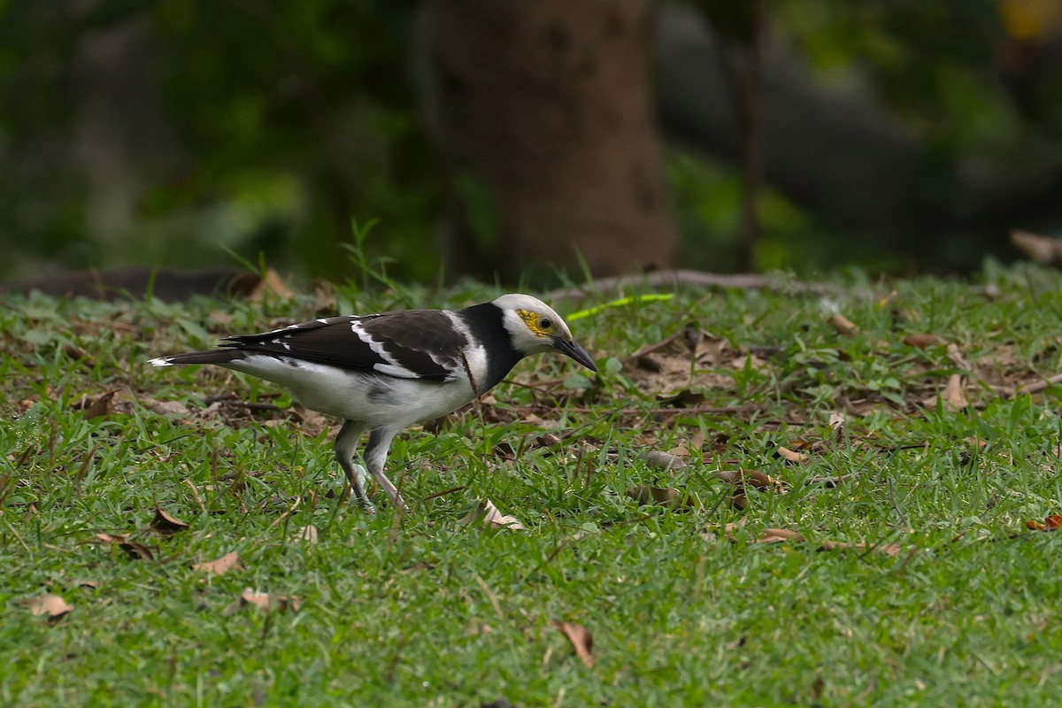 beltestær - ML647121090