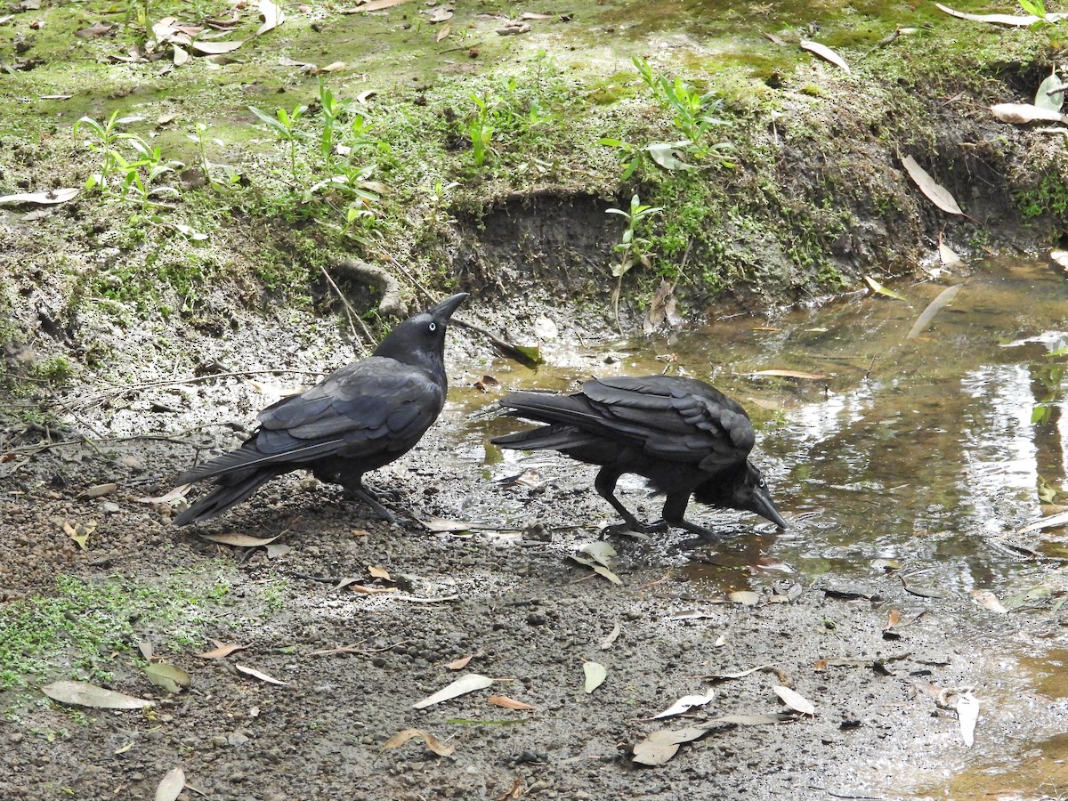 flokkravn - ML647121091