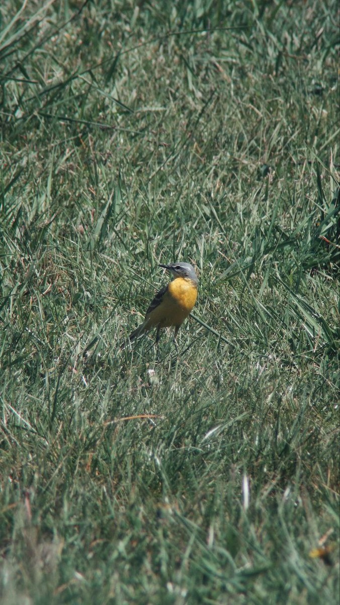 gulerle - ML647121092