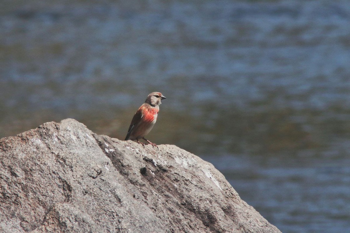 tornirisk - ML647121093