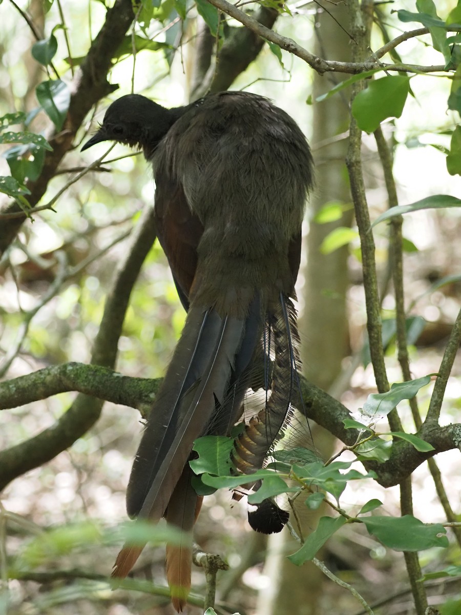 praktlyrestjert - ML647121095