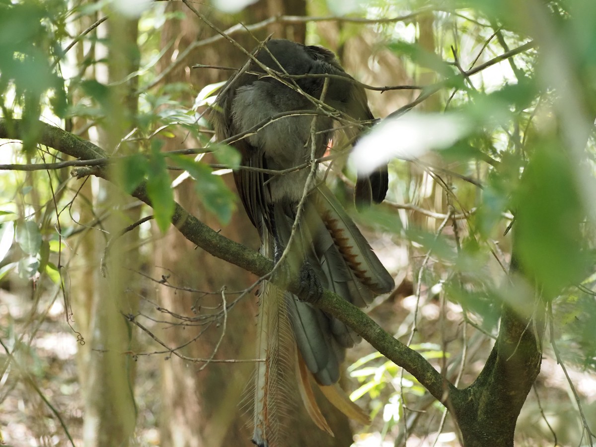 praktlyrestjert - ML647121096