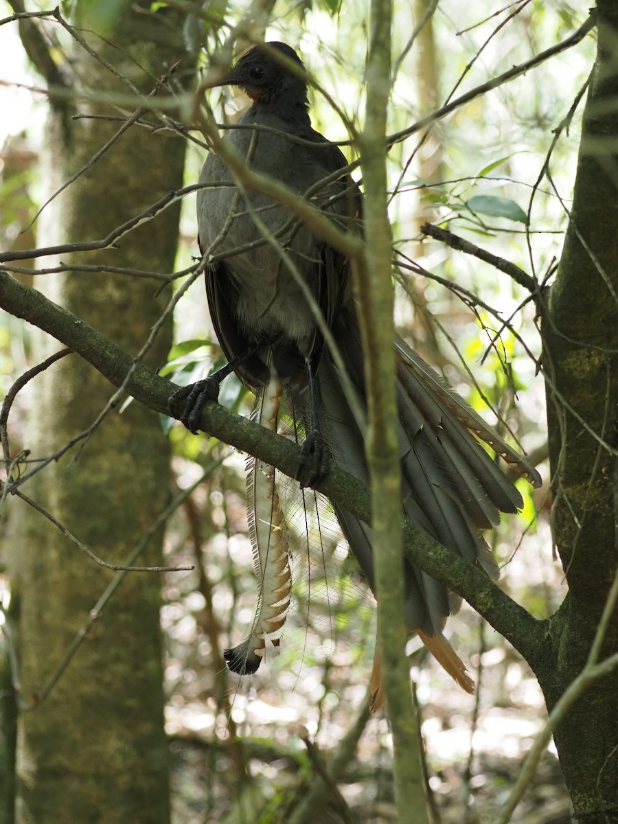 praktlyrestjert - ML647121097