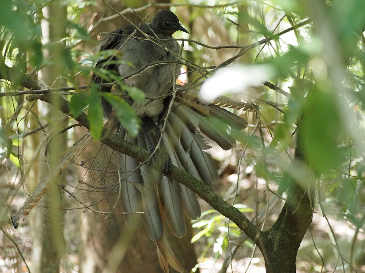 praktlyrestjert - ML647121098