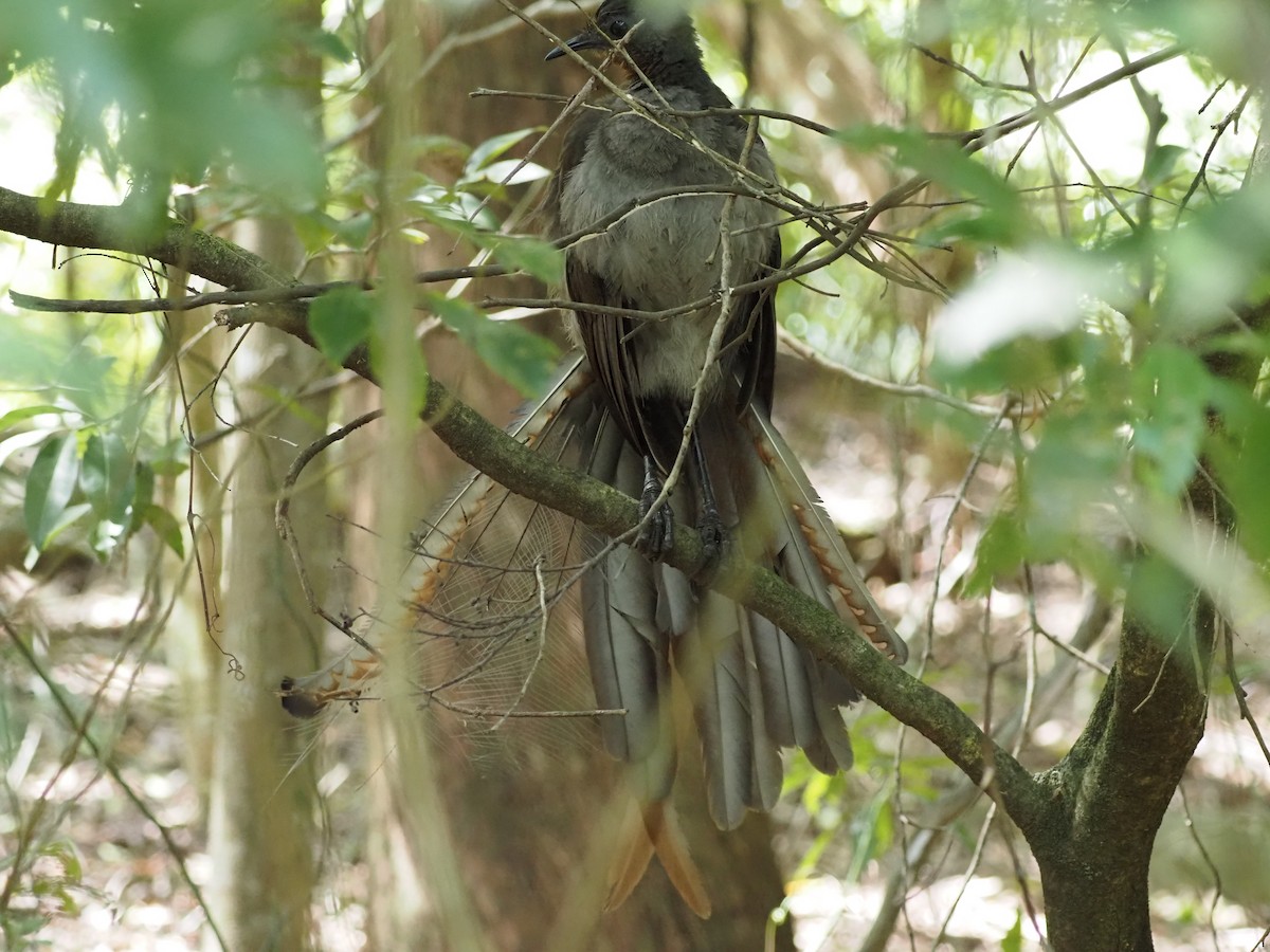 lyrochvost nádherný - ML647121099