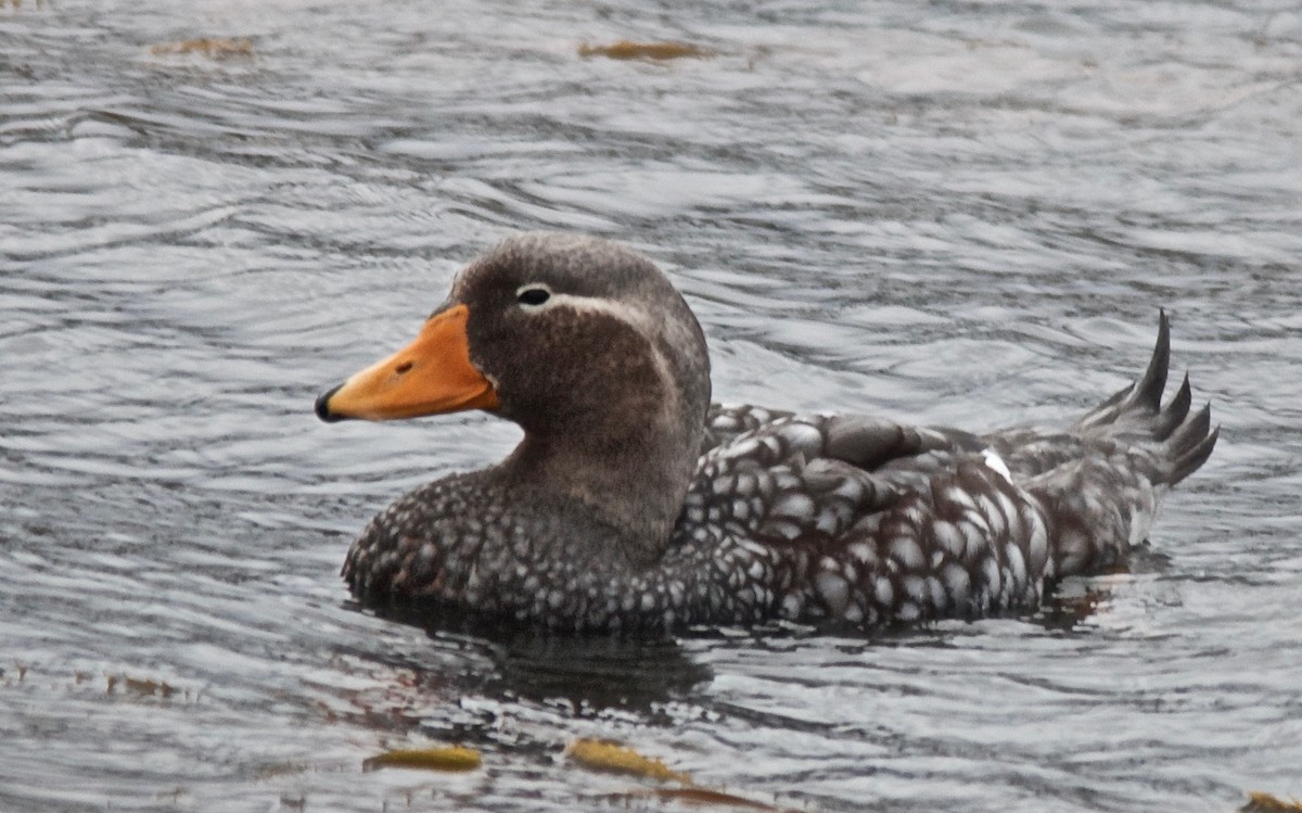 falklandsskovleand - ML647121101