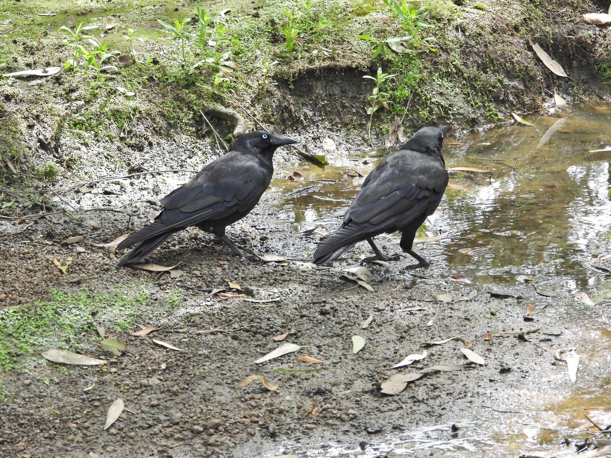 ミナミコワタリガラス - ML647121106