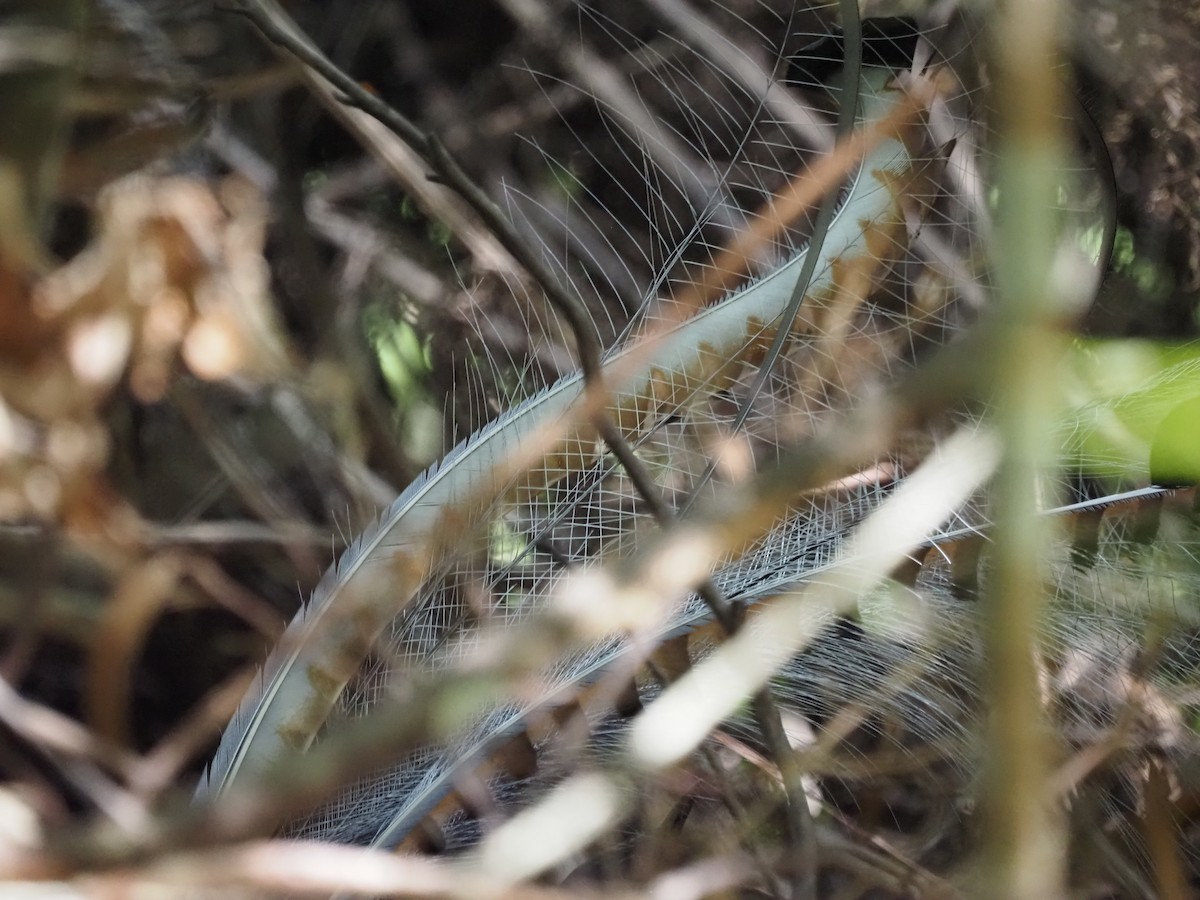 praktlyrestjert - ML647121107