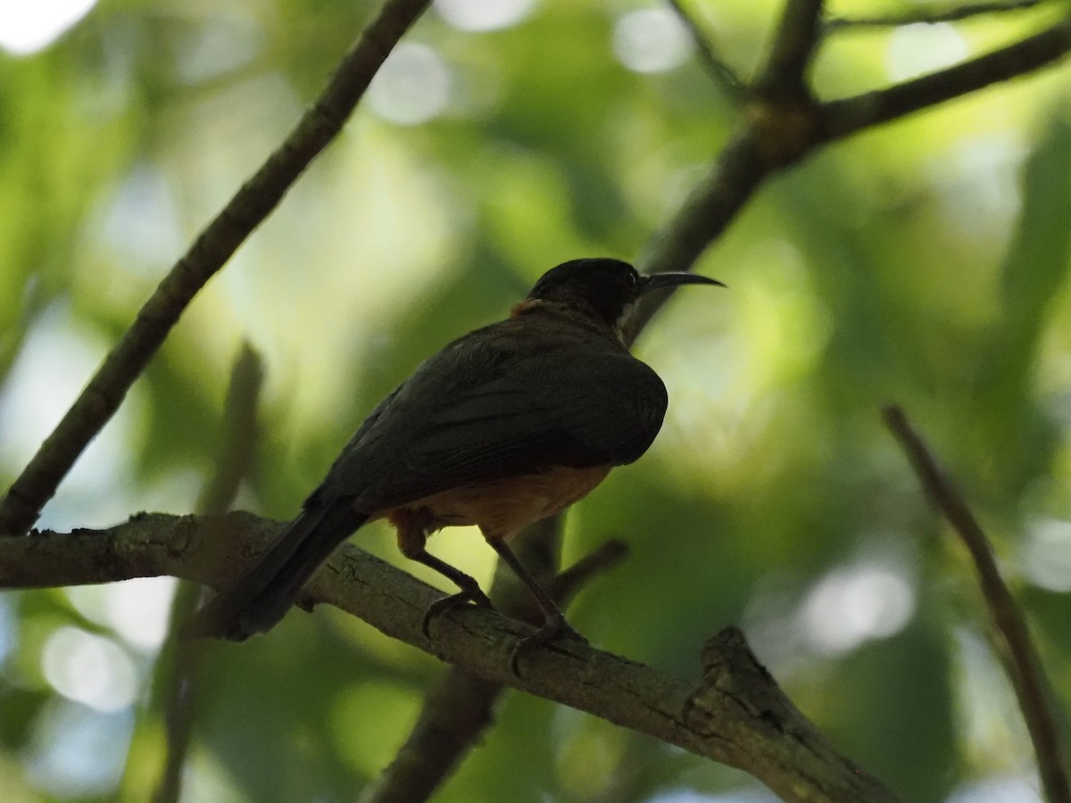 prydhonningeter - ML647121108