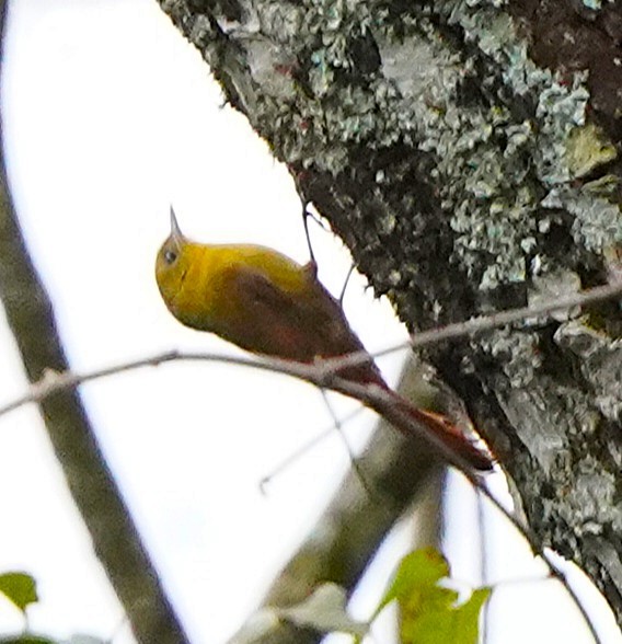 Olivaceous Woodcreeper - ML647121124