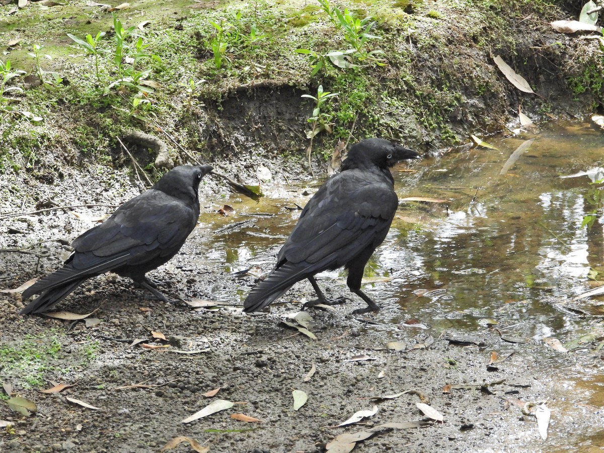 ミナミコワタリガラス - ML647121129