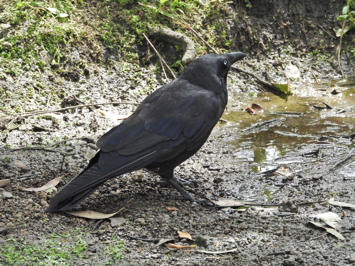 ミナミコワタリガラス - ML647121134