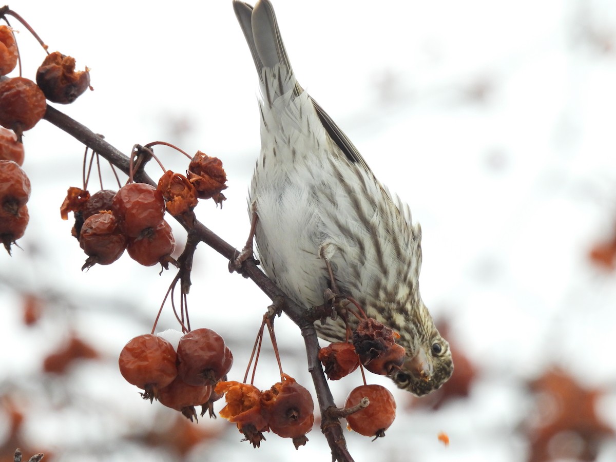 Cassin's Finch - ML647121135