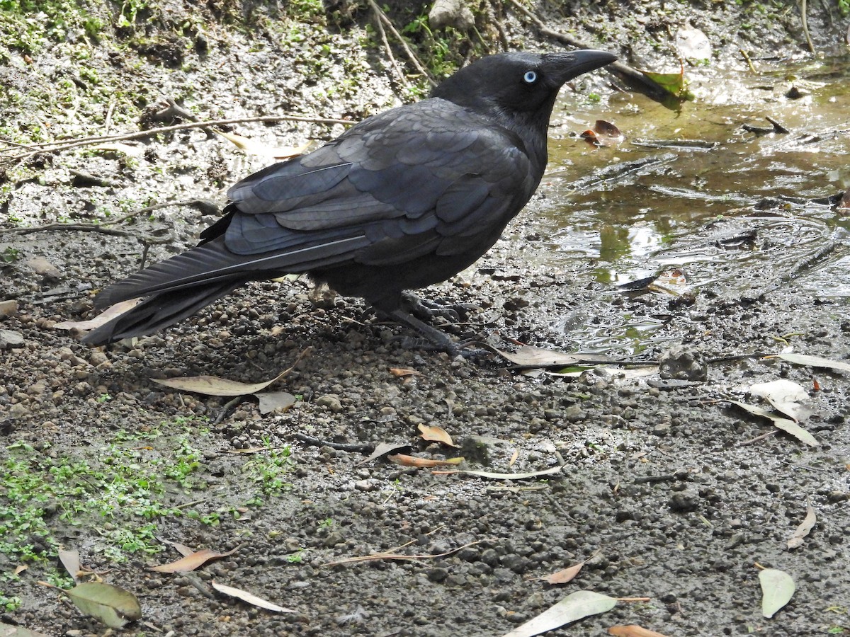 ミナミコワタリガラス - ML647121137