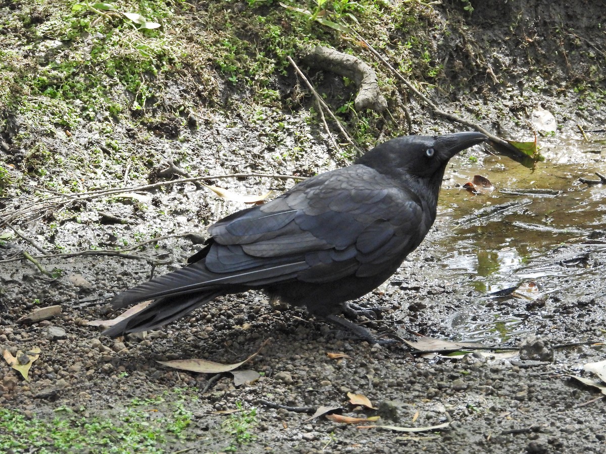 ミナミコワタリガラス - ML647121144