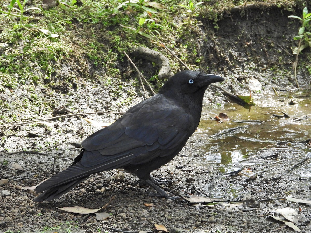 ミナミコワタリガラス - ML647121156