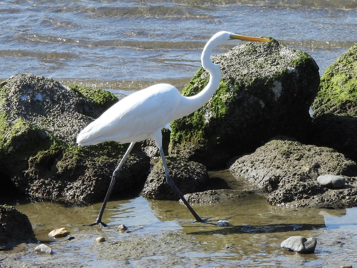 Koartza zuria - ML647121160