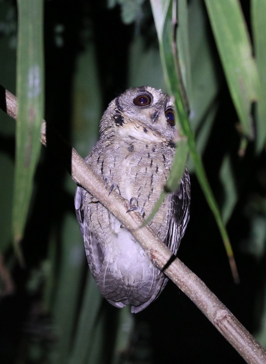 výreček indický - ML647121162