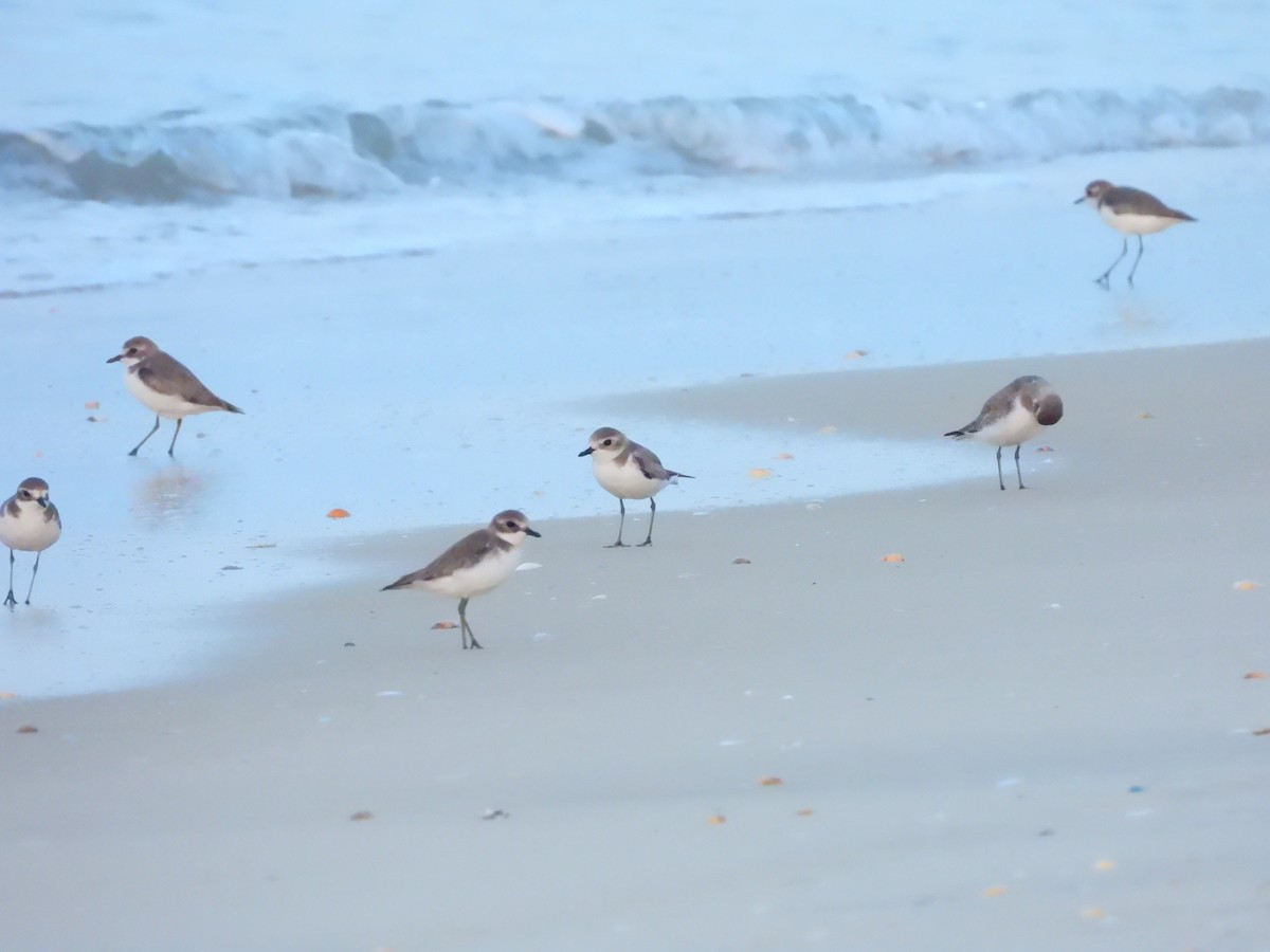 Tibetan Sand-Plover - ML647121167