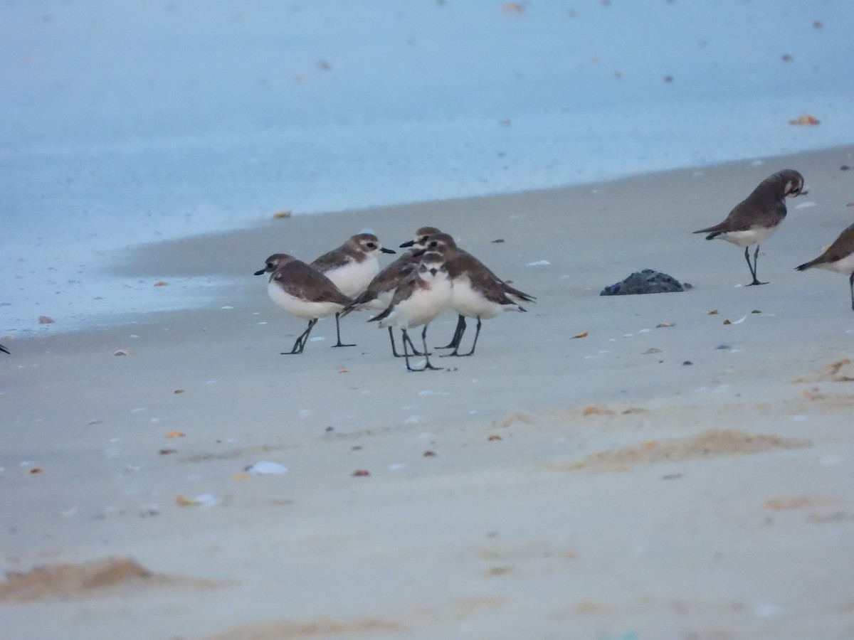 Tibetan Sand-Plover - ML647121168