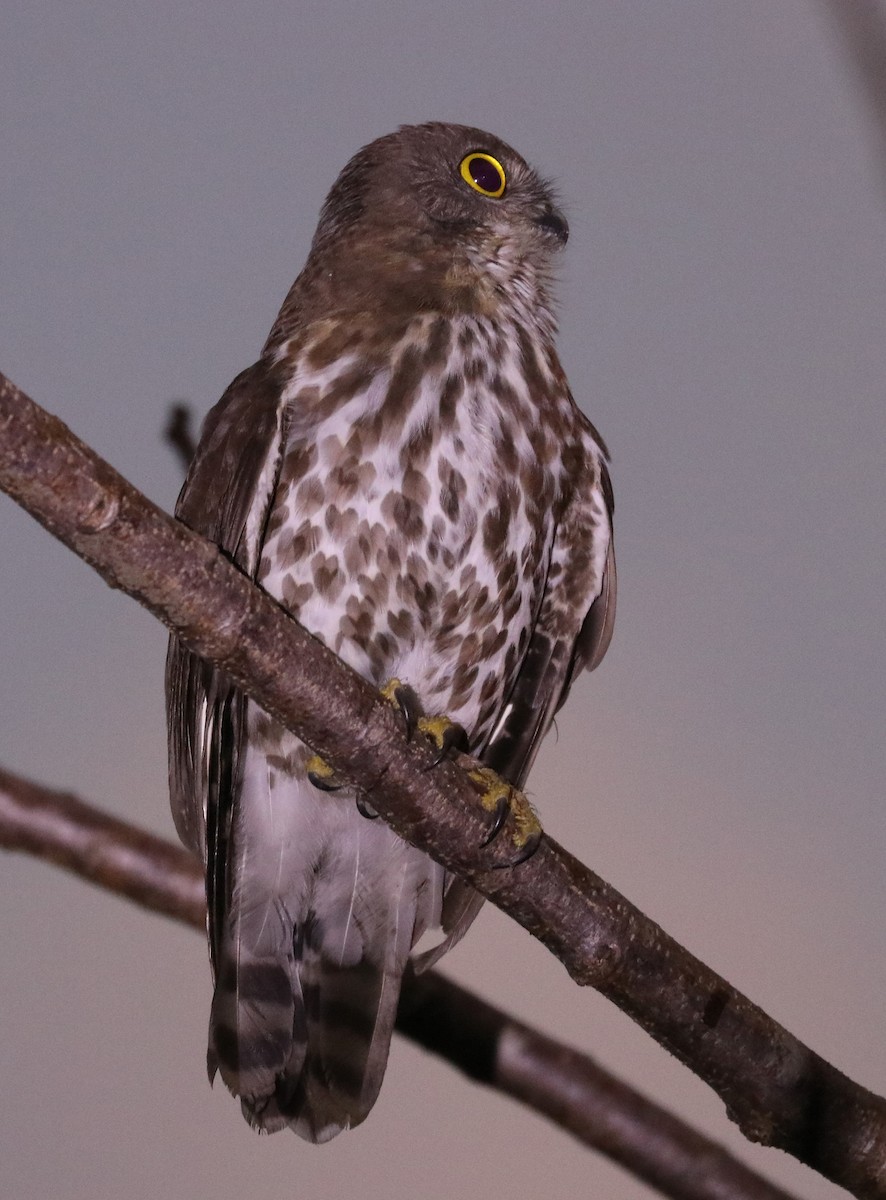 sovka dravčí - ML647121170