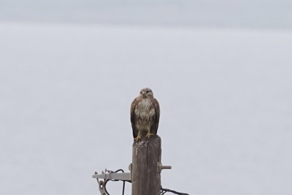 歐亞鵟 - ML647121171