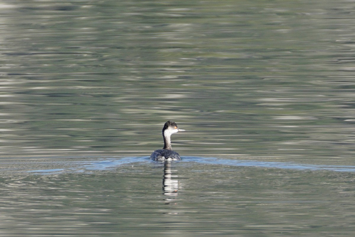 potápka černokrká - ML647121190