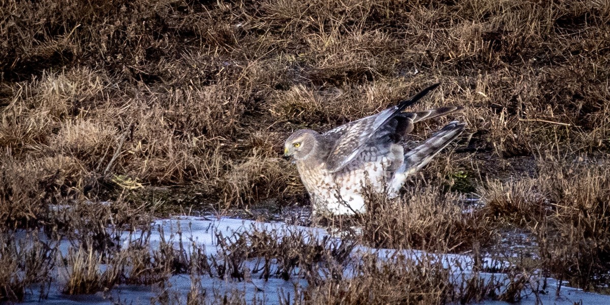 Hudsonweihe - ML647121191