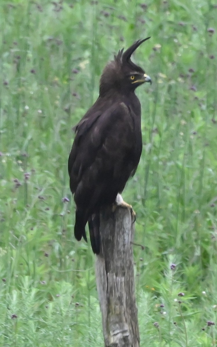 Long-crested Eagle - ML647121195