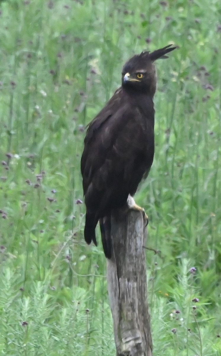 Long-crested Eagle - ML647121196