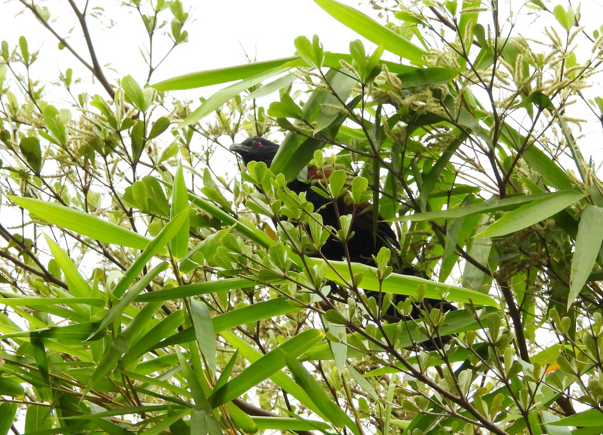 Asian Koel - ML647121198