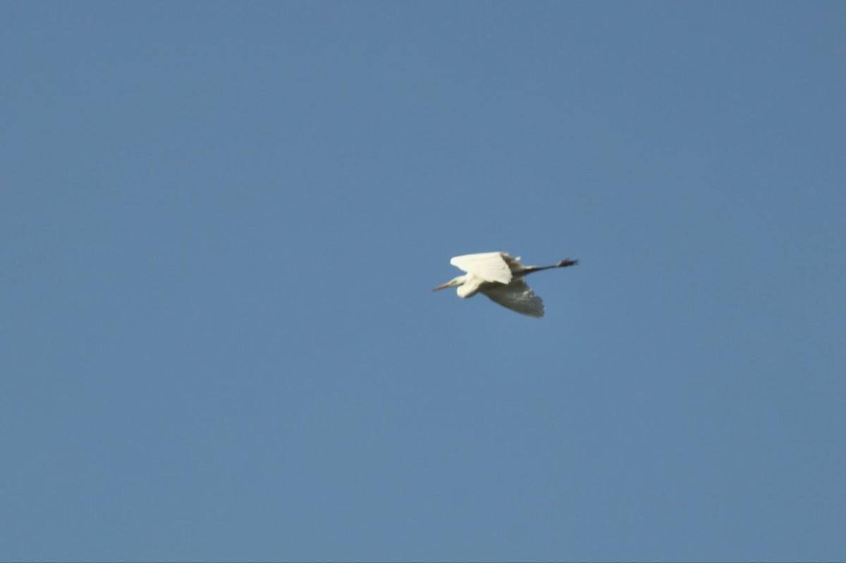 Koartza zuria - ML647121209