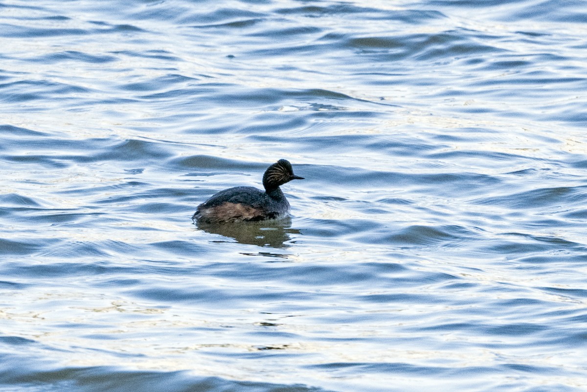 potápka černokrká - ML647121224