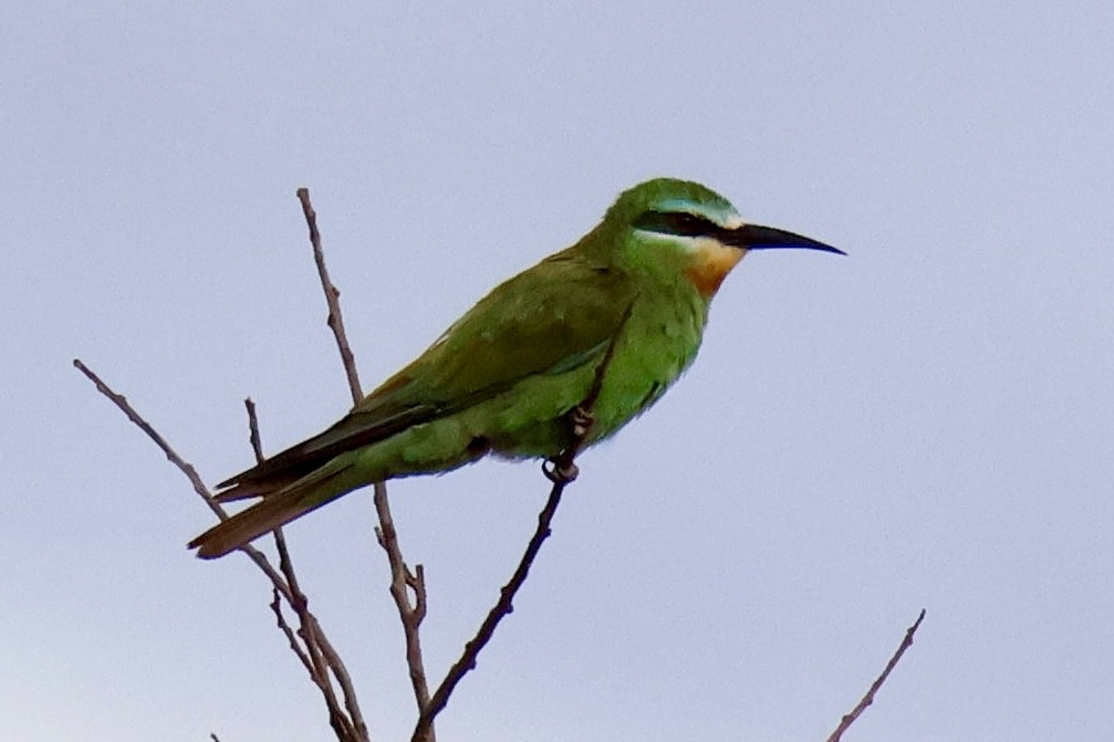 שרקרק ירוק - ML647121232
